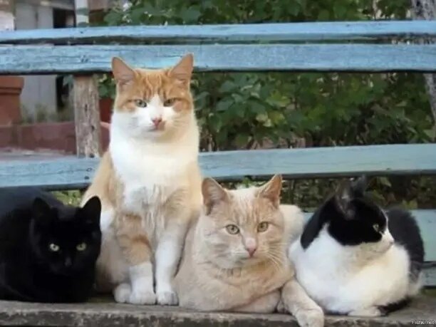 иллюстрация из яндекс картинки.