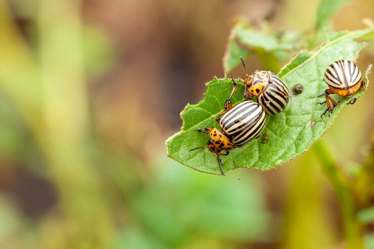  Фото ru. freepik. com