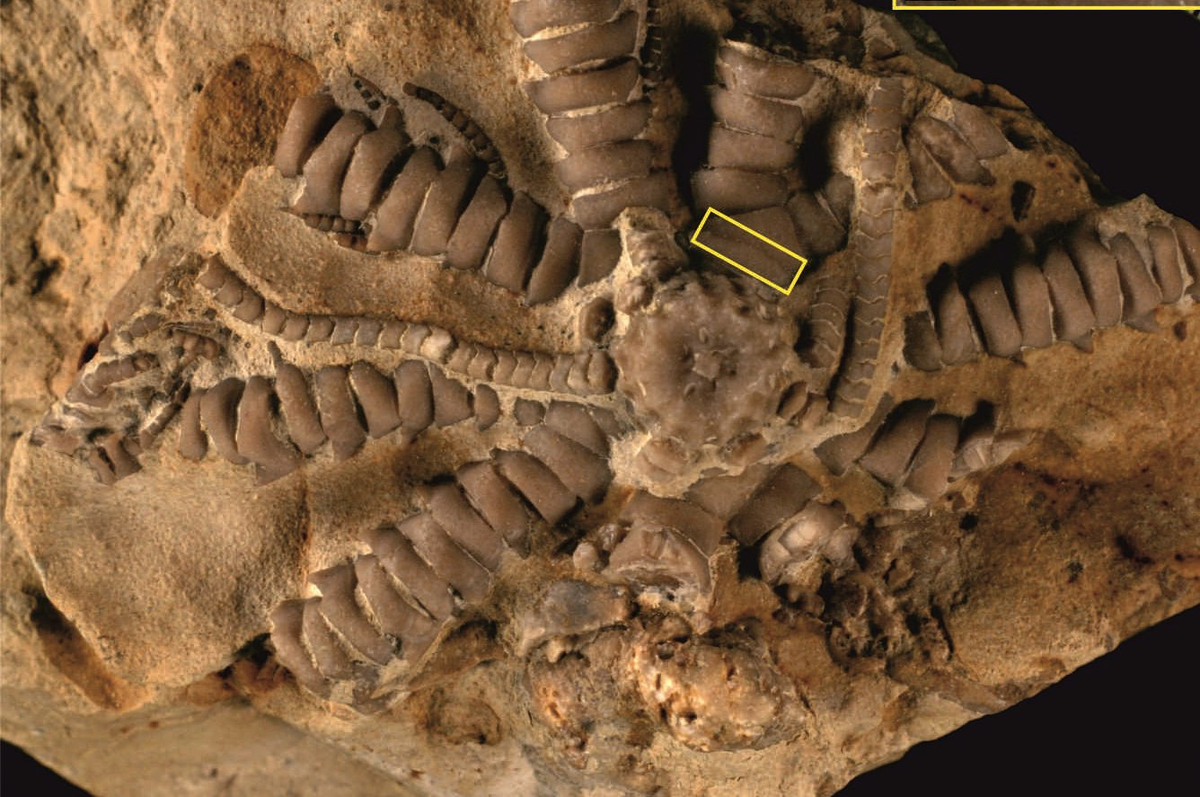 А что? Очень даже симпатичная лилия. Даже окаменелая. Фото из интернета.