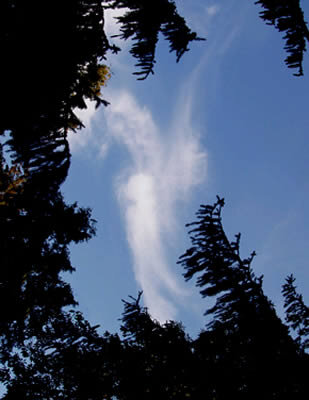 Картинка из инета 