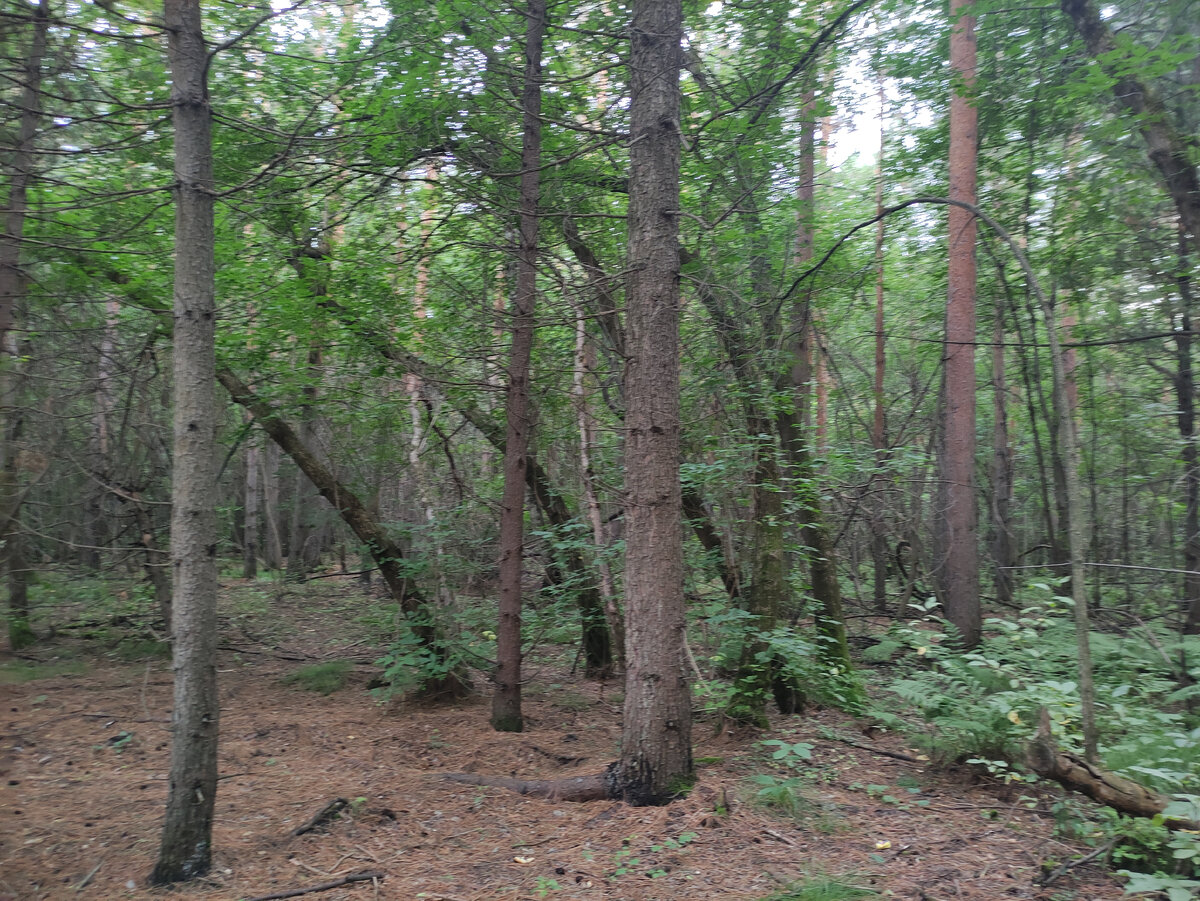 Высоченные сосны сидят часто, из-за этого они очень стройные
