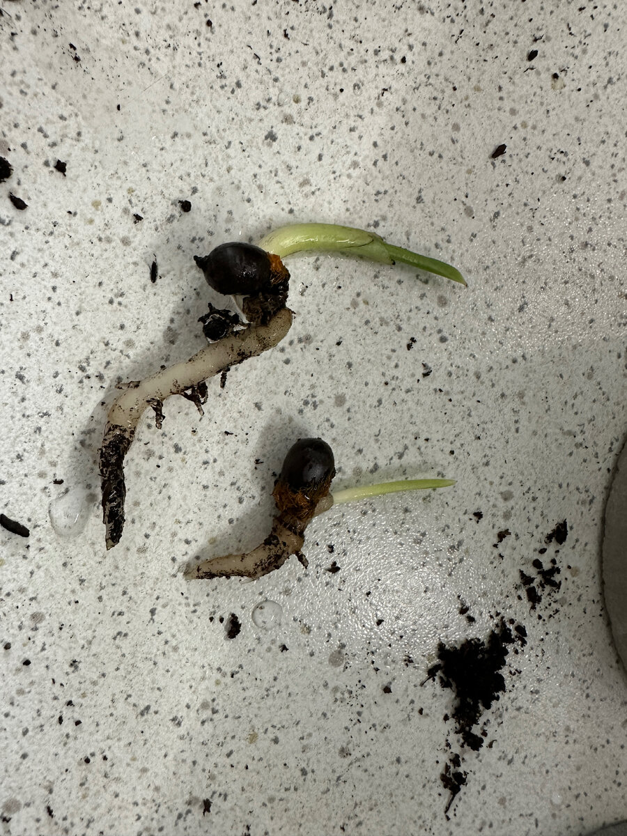 Отростки стрелиции в процессе пикировки