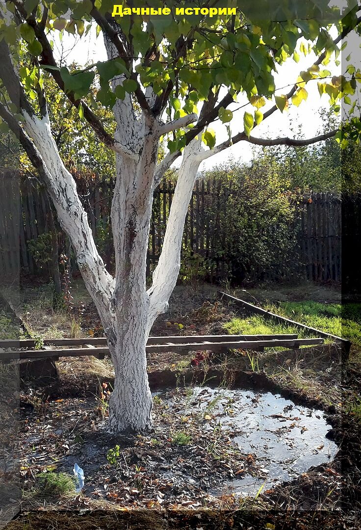 Обильная растительность деревьев: полезные растения для богатого экосистемы