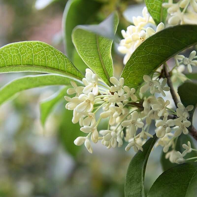 Османтус fragrans