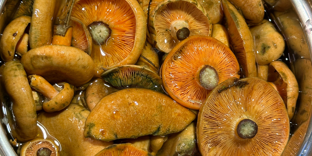 Лес/грибы. День … и все-таки – рыжика! В сметане