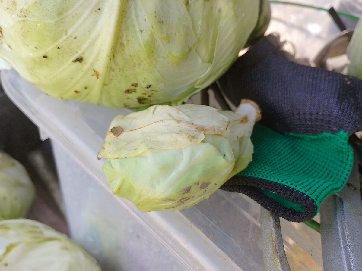 Капуста и капустеныш