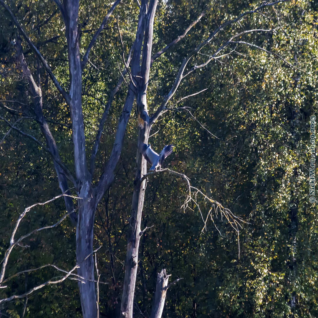 2.3. Серая цапля "раскадровка парковки на ветку" © NickFW.ru — 10.09.2023г.