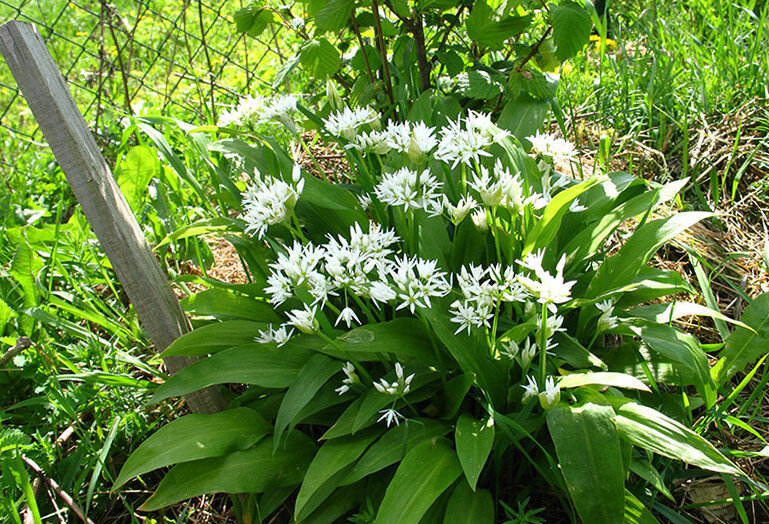 Медвежий чеснок