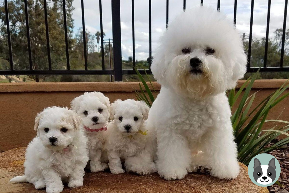 🐶Как выбрать собаку в дом, где растет ребенок. Часть 2. | Собачье дело |  Дзен