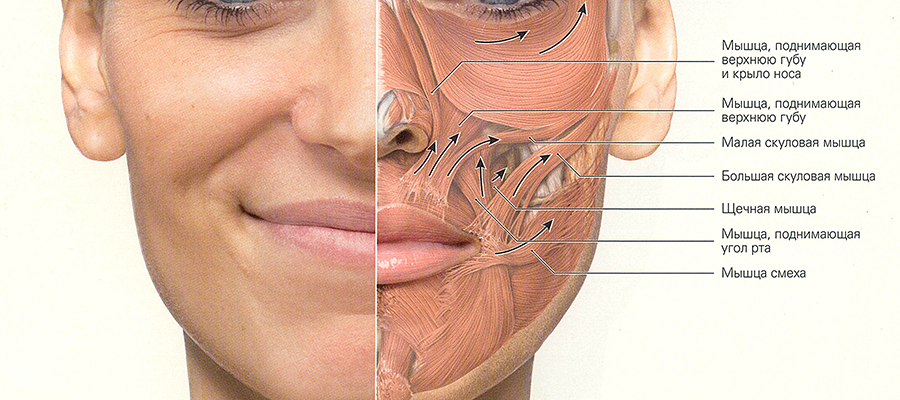 Дергаются губы причины у женщин почему. Носогубная складка анатомия. Носогубная складка мышцы. Носогубные складки анатомия.