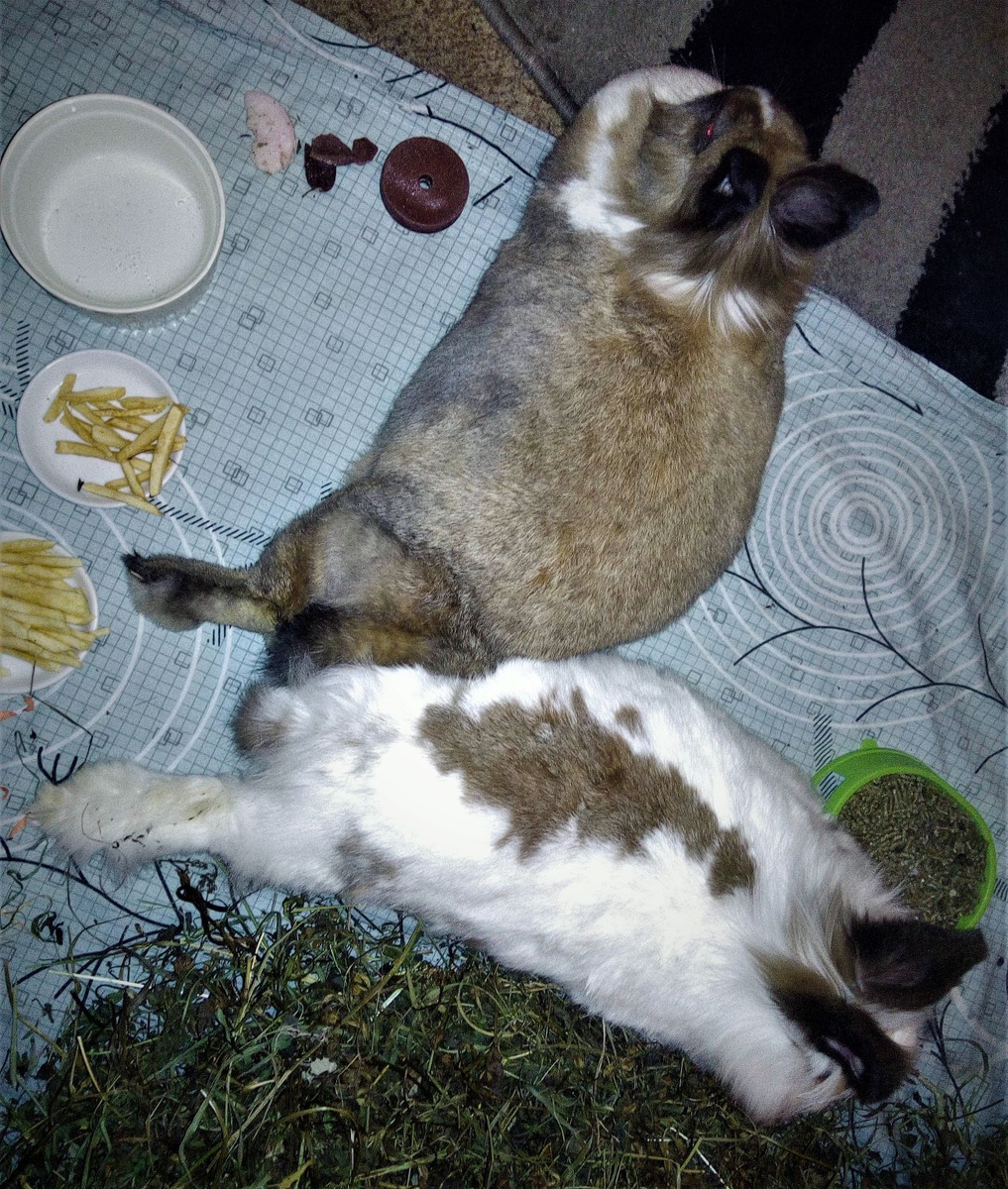 Два моих Чуда! Отдыхают .