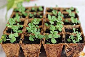 Распикированные сеянцы клубники.