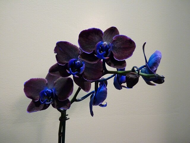 Черная орхидея: цветок. Фото