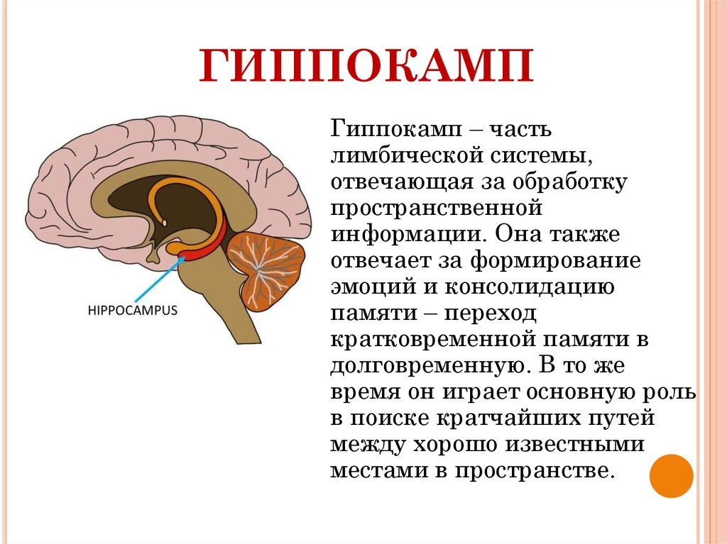 Без видимых изменений. Таламус и гиппокамп. Функции гиппокампа головного мозга. Гиппокамп аммонов Рог. Гиппокамп головного мозга анатомия.