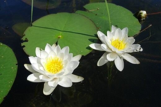 https://www.botanichka.ru/wp-content/uploads/2010/06/Nymphaea_candida_02-520x347.jpg