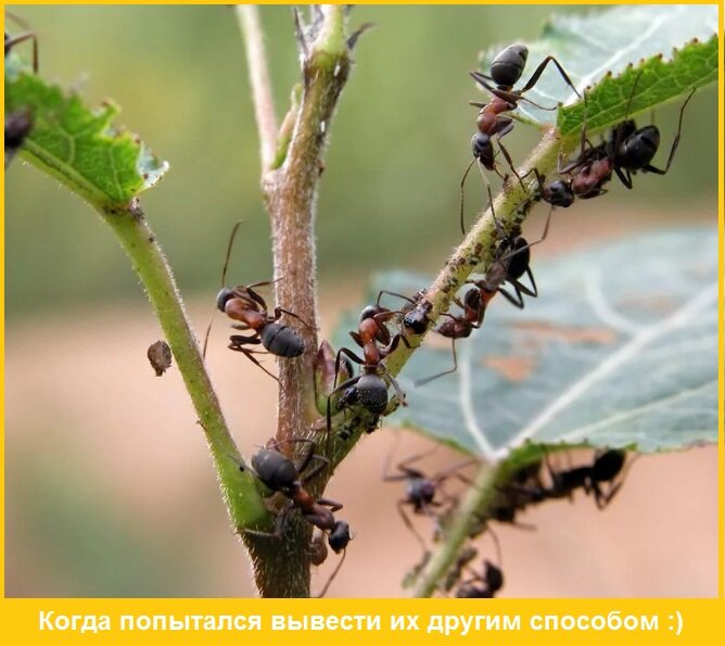 Сад и огород, урожай, дача, участок, полезные советы, муравьи 