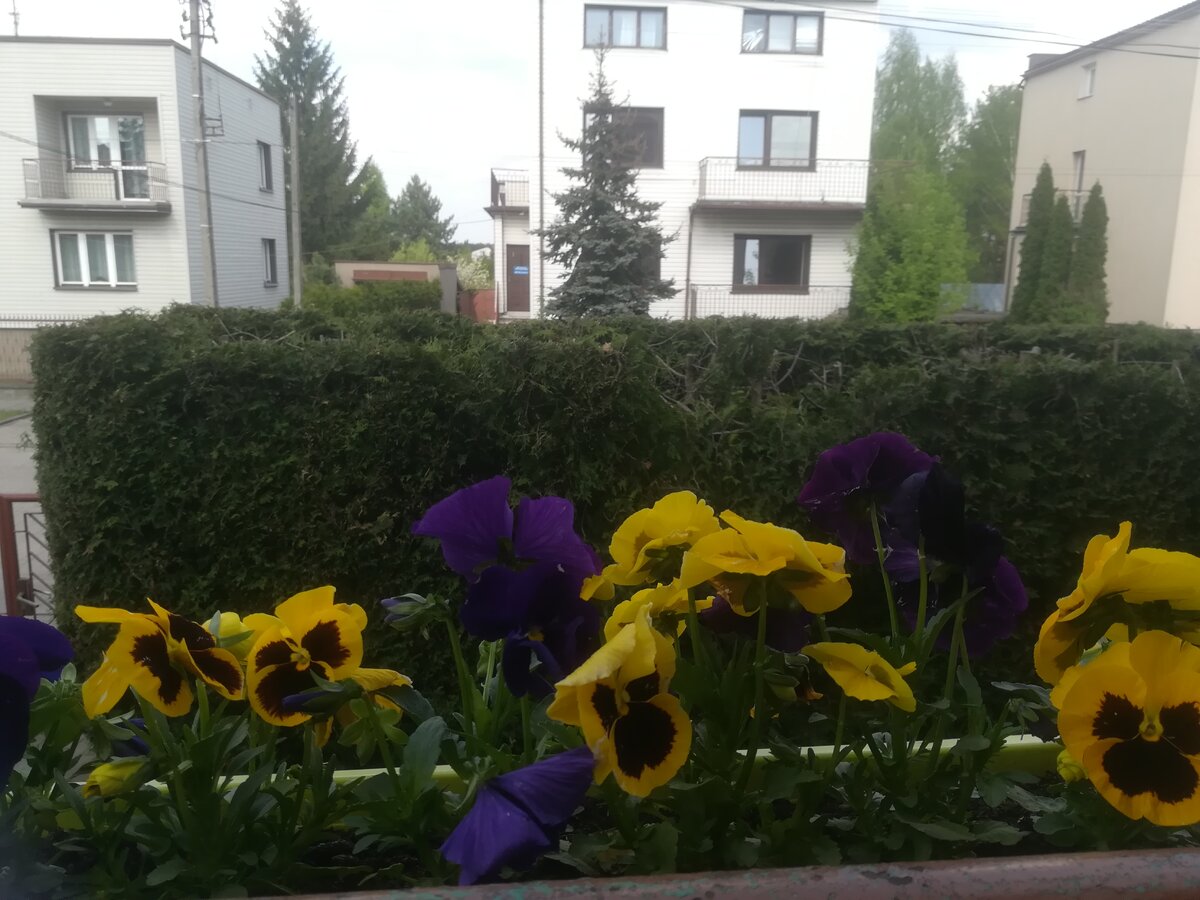 Вид из одного из окон дома наших друзей