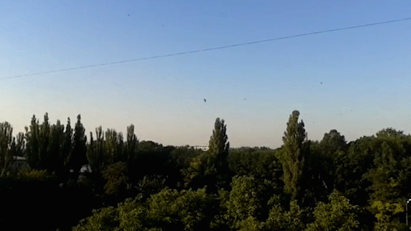 Полет стрижей.