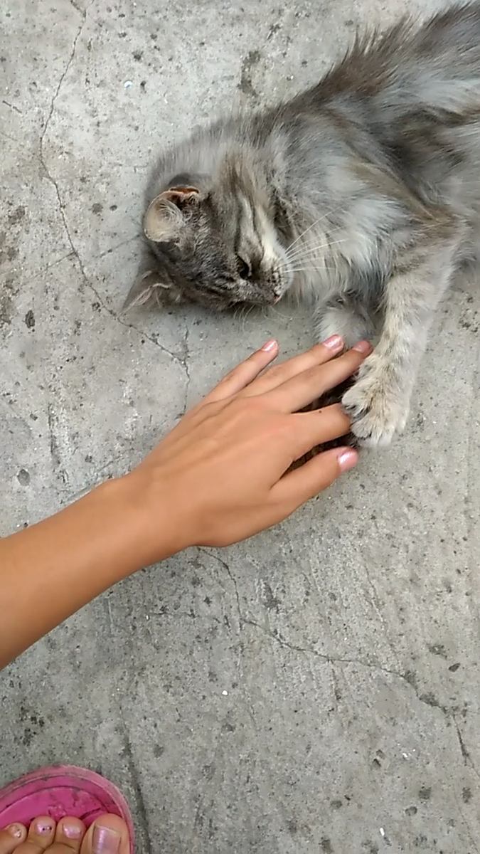 Кошечка Катя