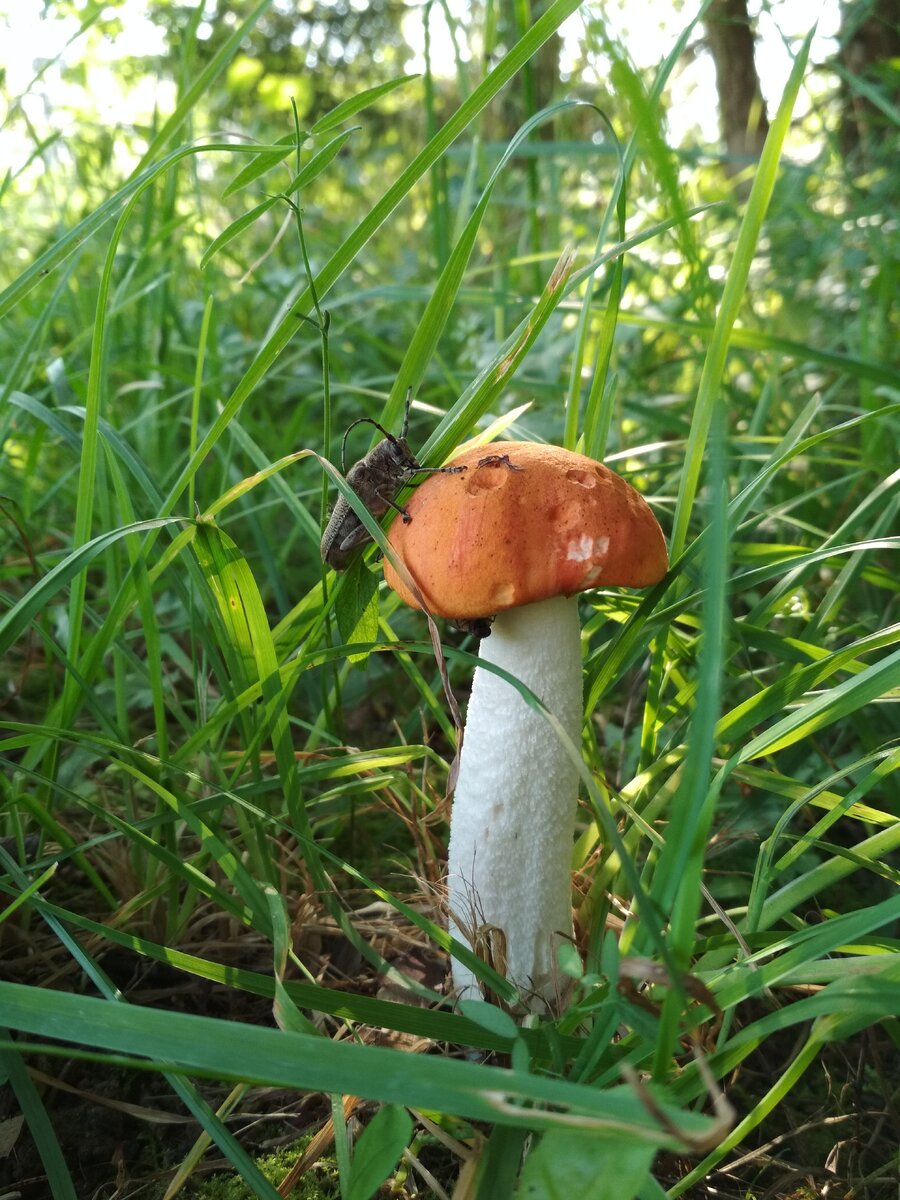 Моё фото с "грибной охоты"