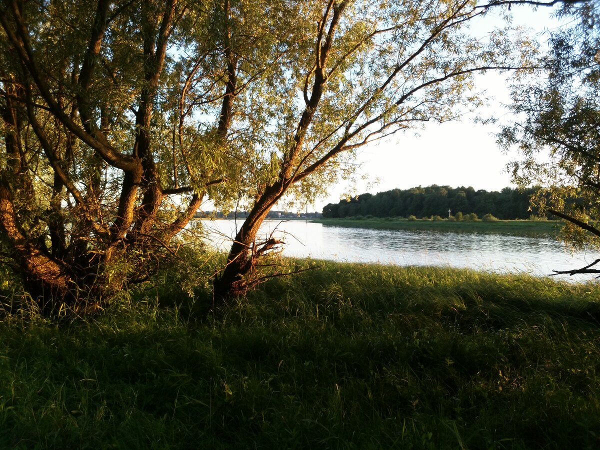 Берег реки Волхов /Авторское фото/