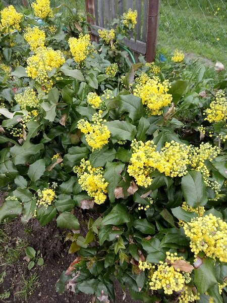 Магония падуболистная