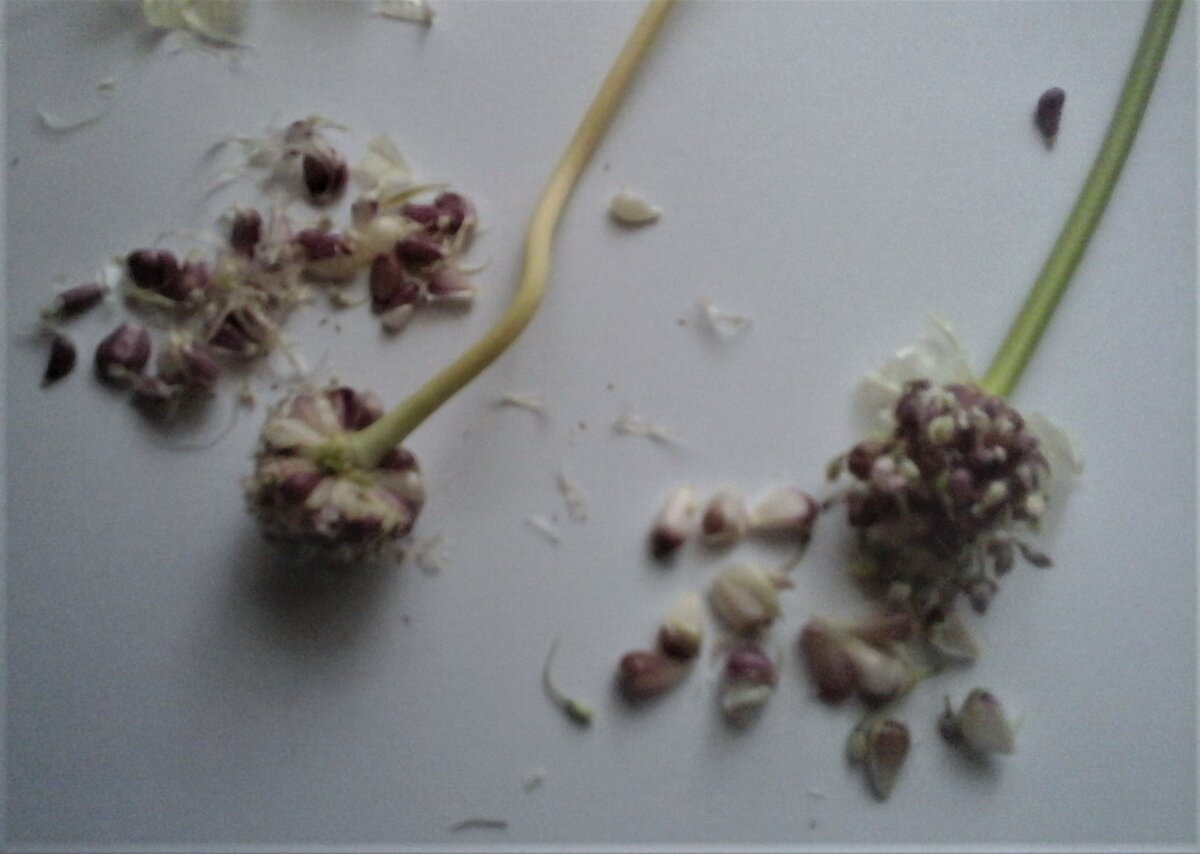 Слева бульбочки из вазы, справа - с грядки. Фото автора.