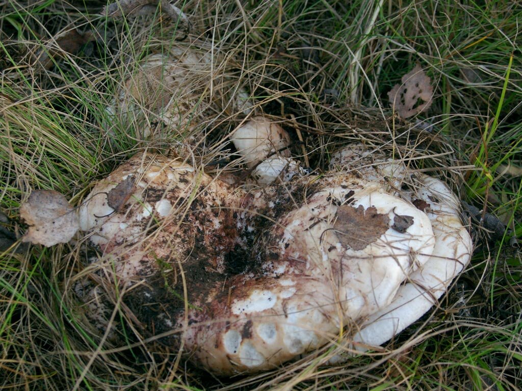 Это - зрелая "груда"; своеобразная форма шляпок вызвана тесными условиями роста, розовато-коричневый пигмент - признак зрелости, но не старости. Представляете, выскабливать землю из такой воронки? (фото И.Лебединского)
