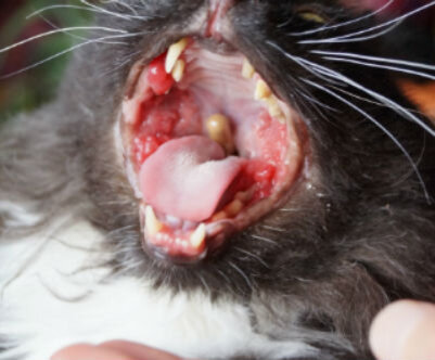 16 распространенных инфекционных заболеваний у кошек | Лапа помощи | Дзен