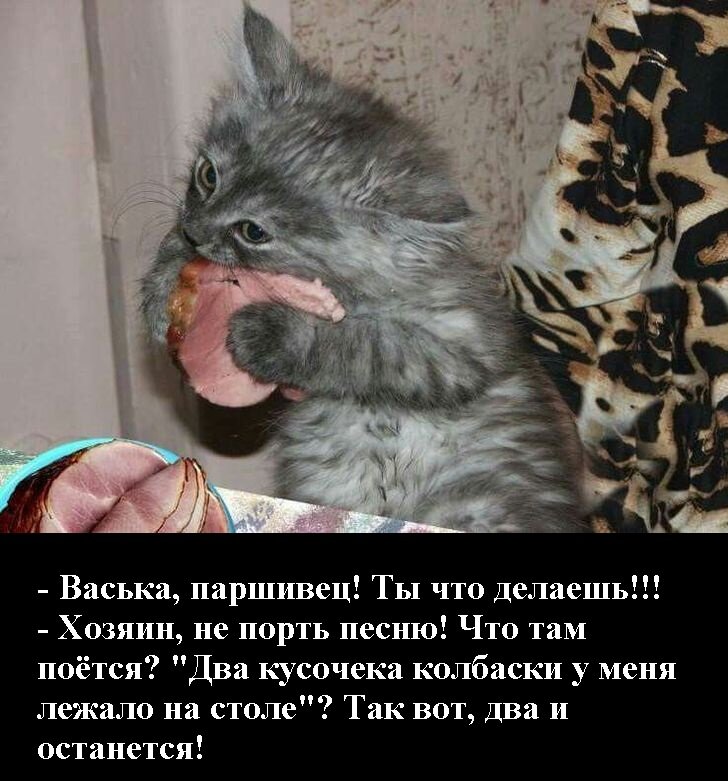 Приколы с котами до слез картинки