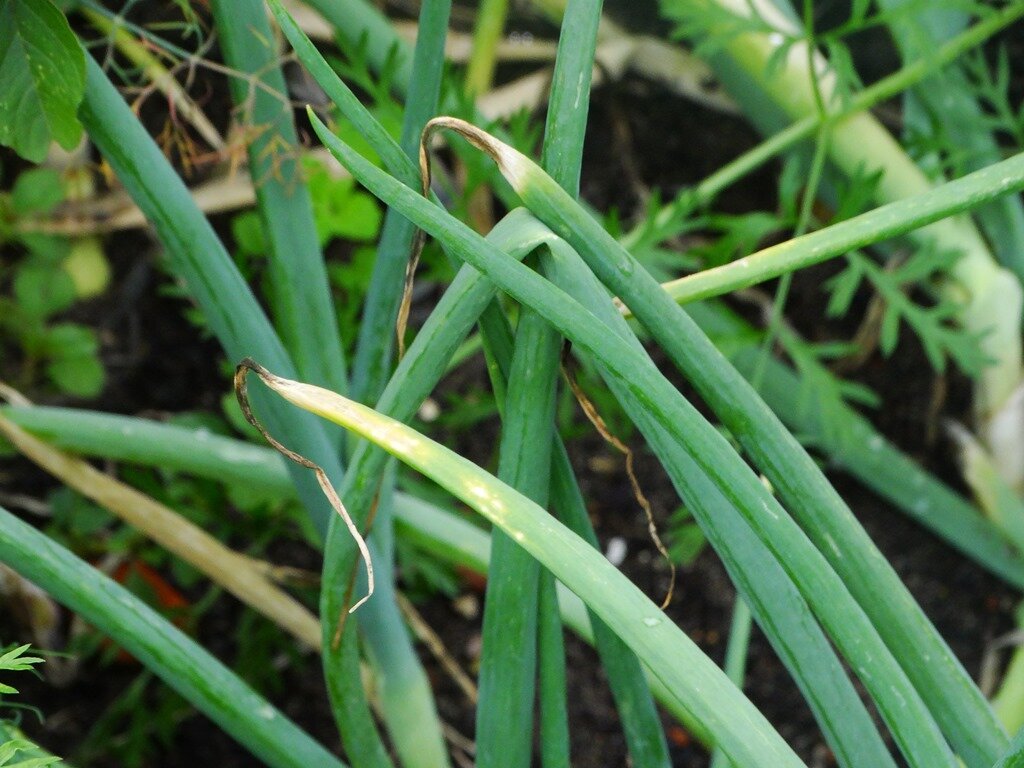 Листья лука желтеют и ложатся