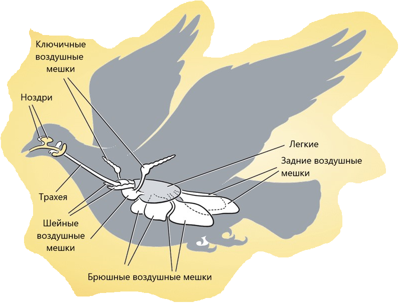 Дыхание птиц воздушные мешки. Воздушные мешки у птиц. Задние воздушные мешки. Легочные мешки у птиц. Воздушные мешки птиц служат для.
