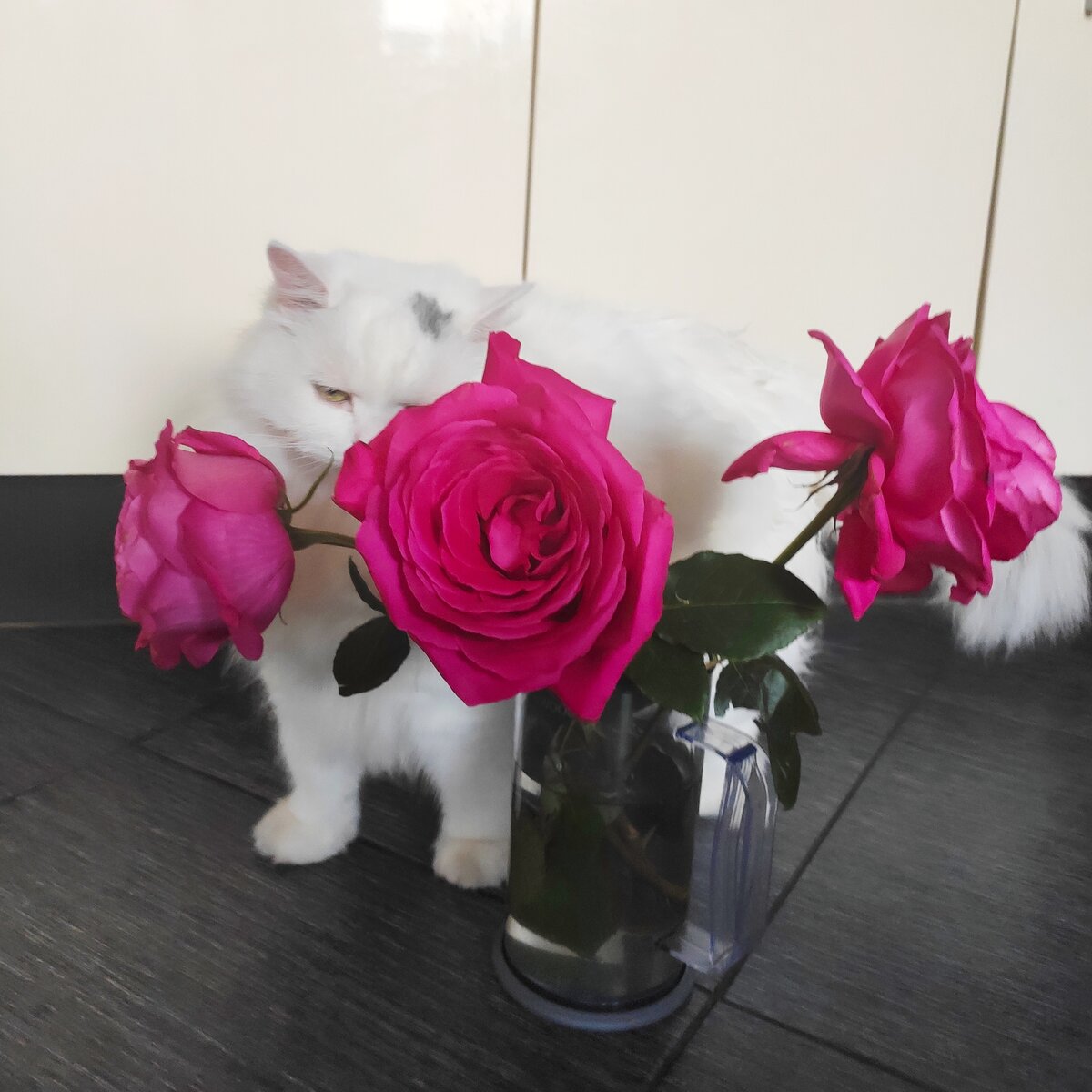 Котик пытается добыть воду