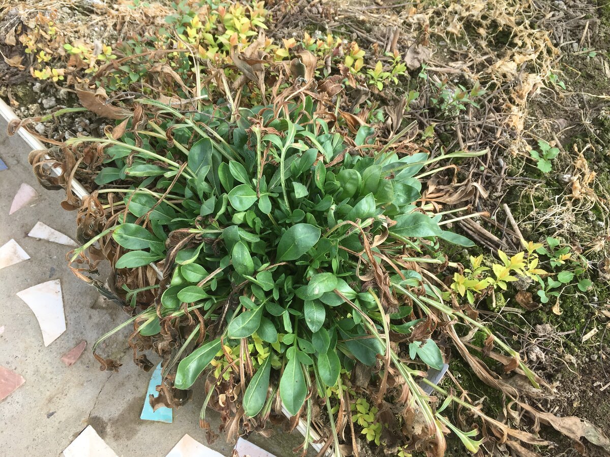 Так выглядел перезимовавший в теплице кореопсис