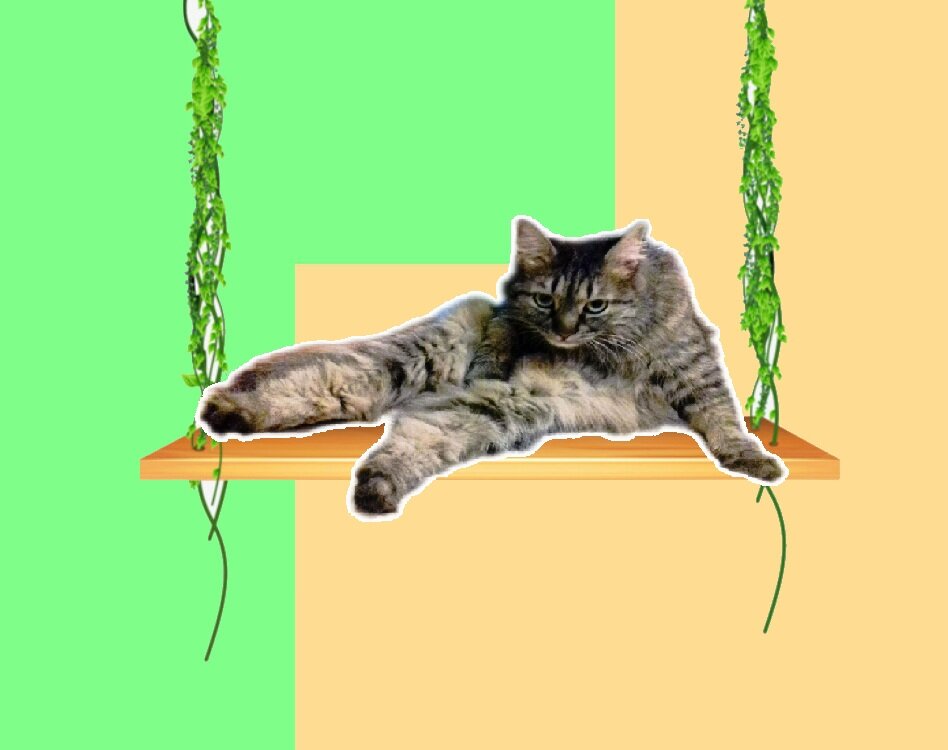Авторская кошь