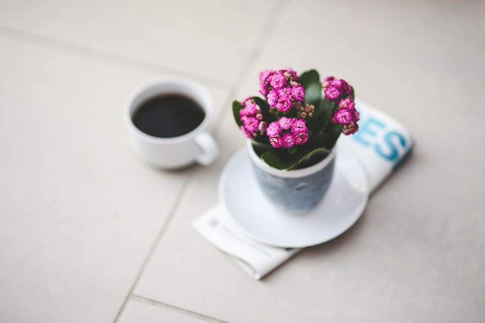 https://cdn.pixabay.com/photo/2015/05/31/12/10/flower-791428_960_720.jpg