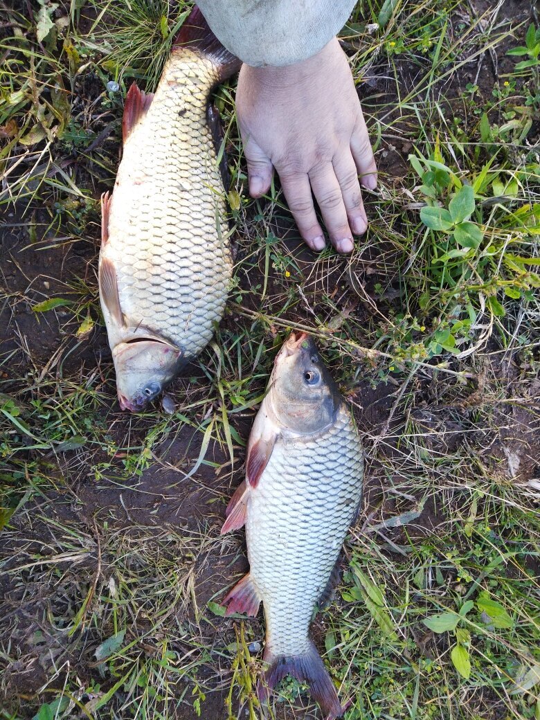 карпы на лавандовое масло