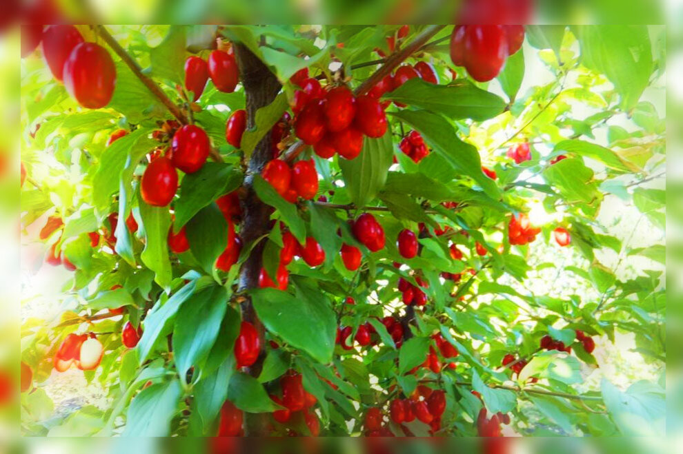 Кизил содержит множество полезных веществ