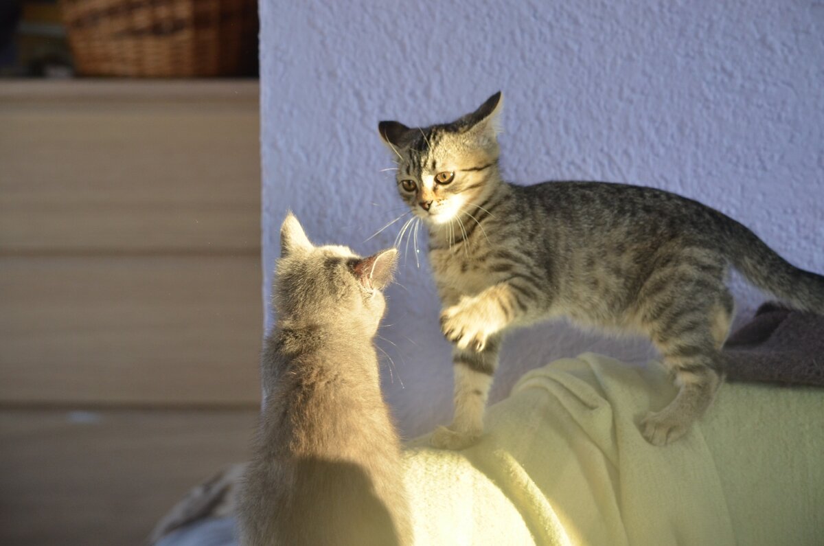 Игры всерьез. Фото автора