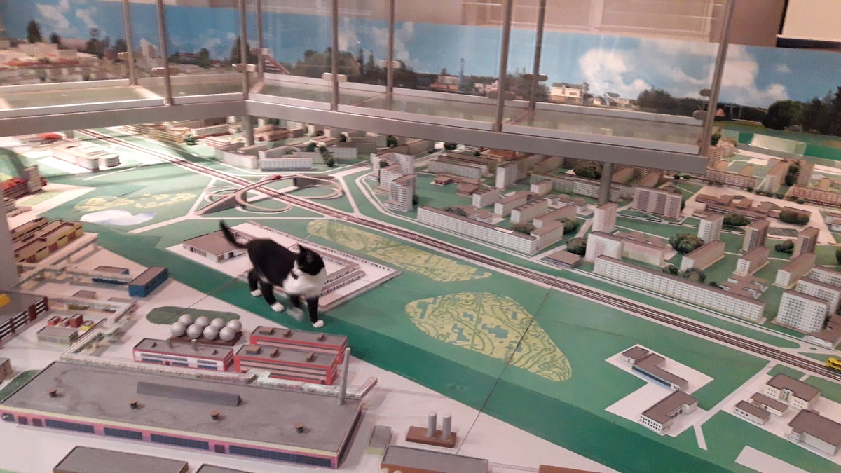 Группа VK Музея Новополоцка, кота зовут МИК