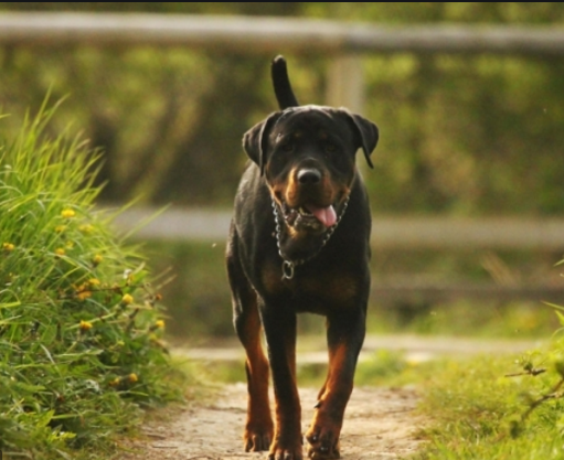 Несомненно, своим хозяевам их собаки кажутся милейшими созданиями. 