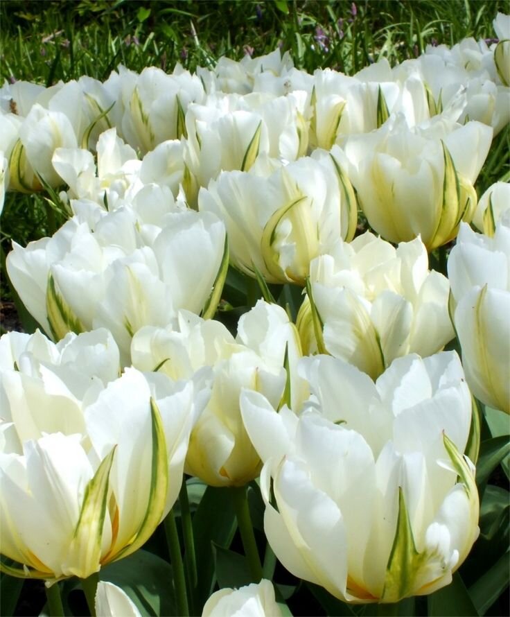 Тюльпаны сорта Экзотик Эмперор( Exotic Emperor) листай вправо ⏩