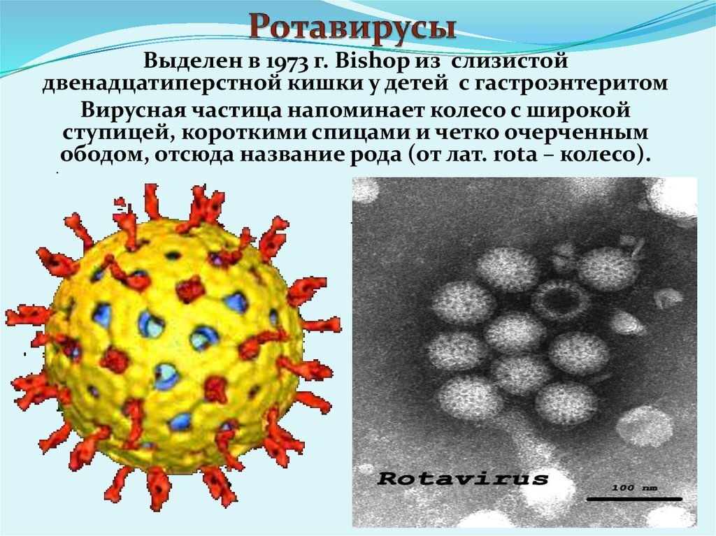 Вирус ковид группа патогенности. Возбудитель ротавирусной инфекции. Вирус инфекция ротавирус. Ротавирус возбудитель заболевания. Реовирусная инфекция возбудитель.