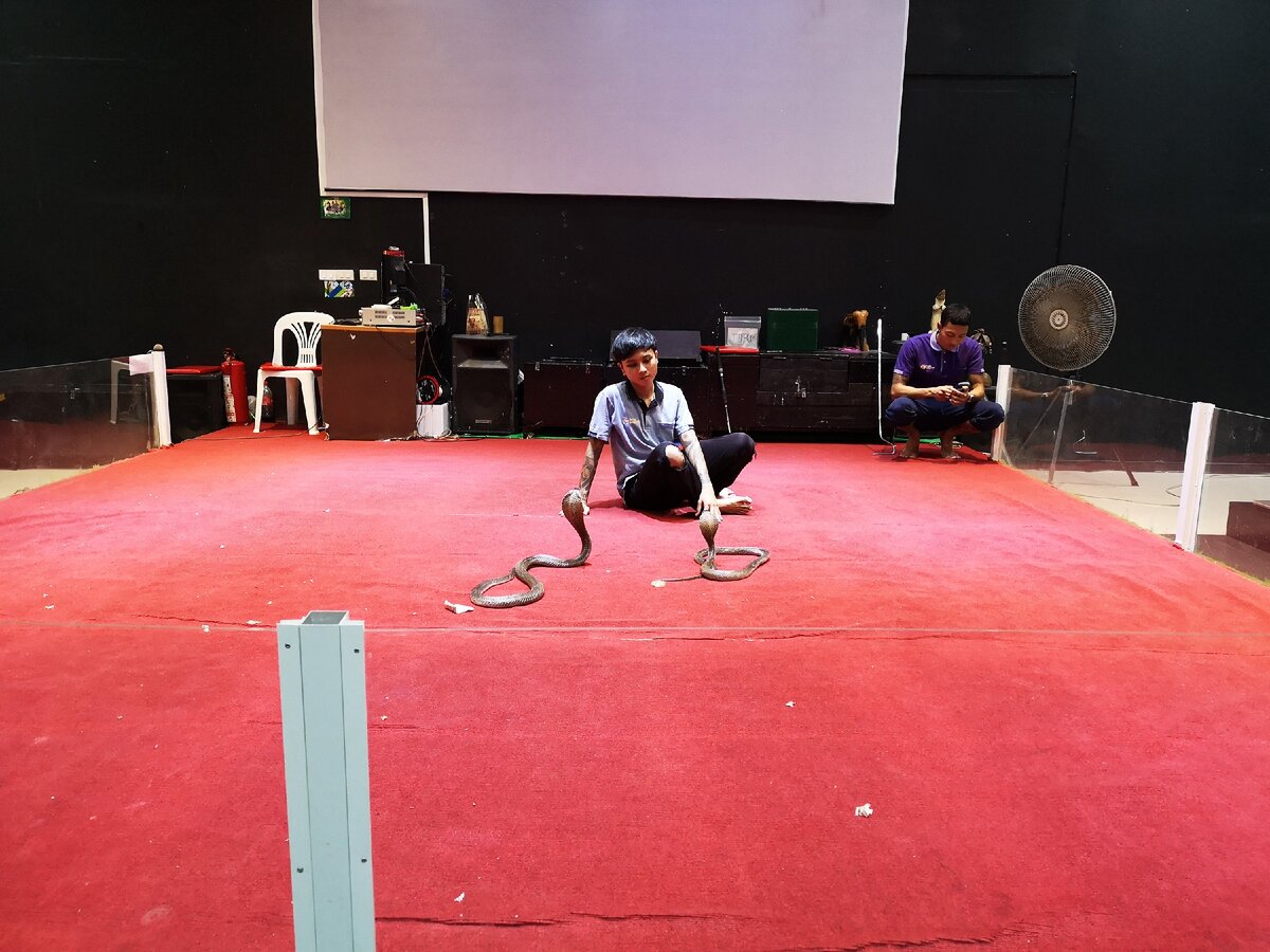 Обратите внимание на тайца в углу. Сидит в телефоне. Унылые и вялые, как их змеи)