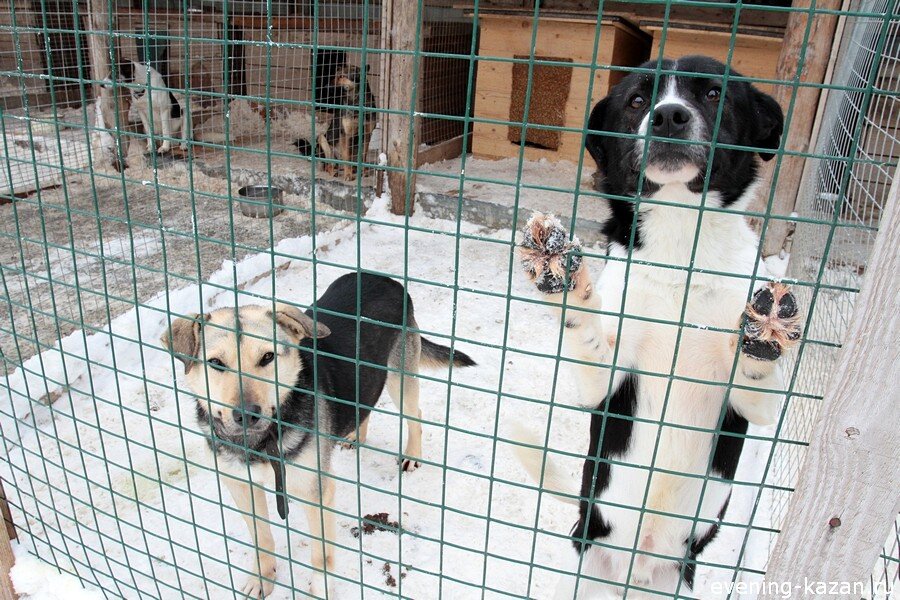 бездомные животные в новосибирске