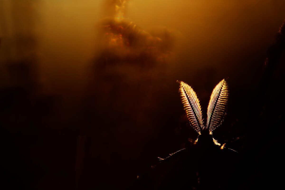 Можно сделать акцент на деталях. Klaus Tamm (DE) 2019