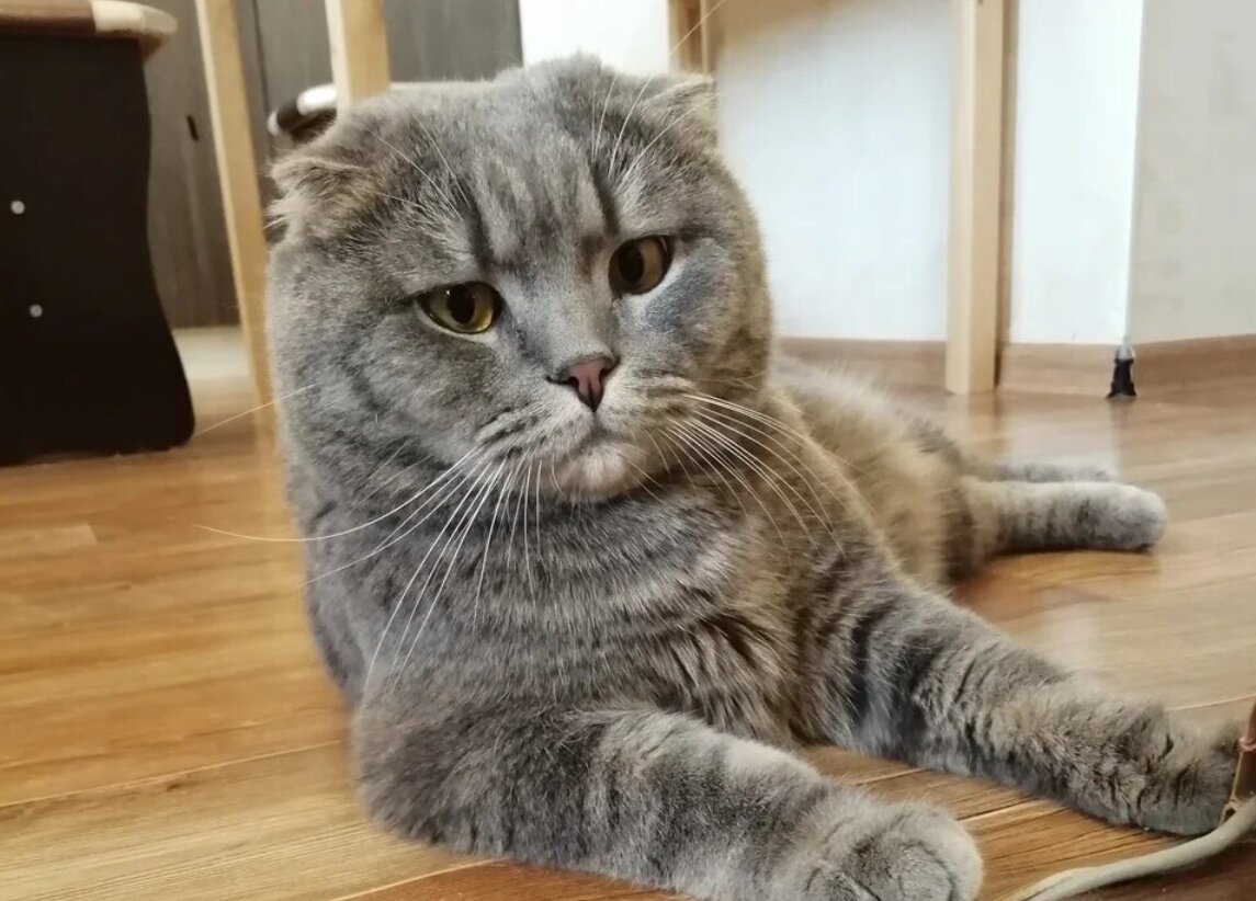 Так смотрит на меня мой кот, когда я прошу поделиться жизнями