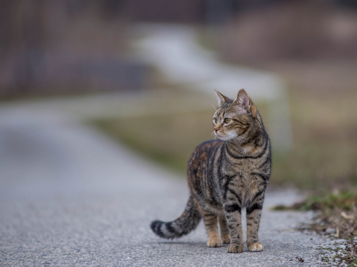 Кошки недаром считаются сугубо домашними животными: даже в частных домах на улицу они предпочитают выходить только по необходимости.