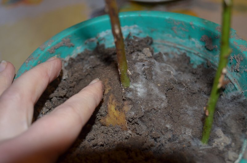 Черенки роз одревесневели.