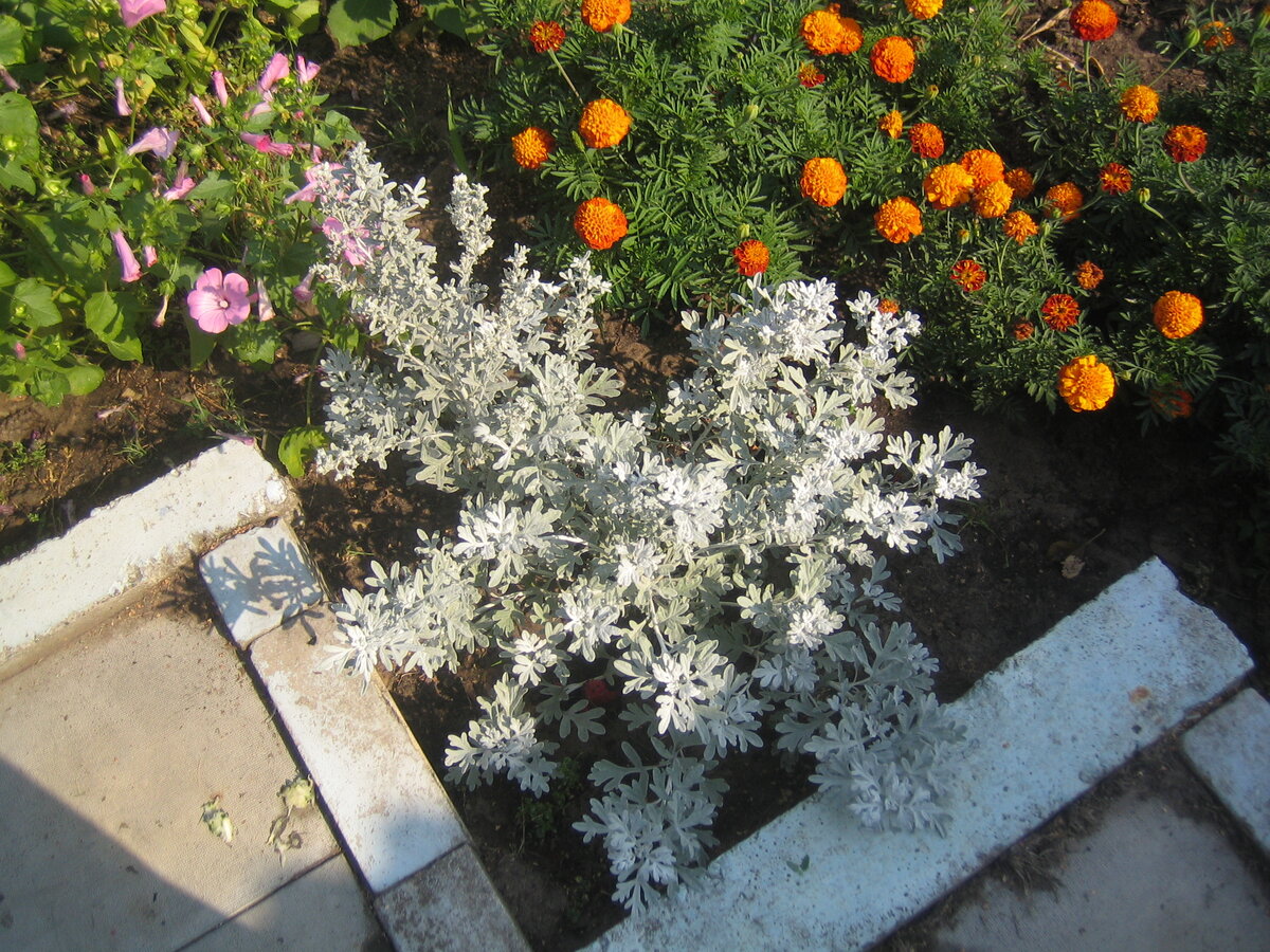 Полынь Стеллера: посадка и уход, фото | Rabbit resistant plants, Plants, Catnip plant